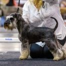 THAT S THE POINT Z SARDANU