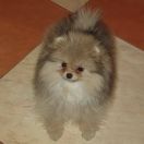 Polka Poland FCI ERGO YAGA