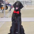 Deus Venator Baskin Robbins