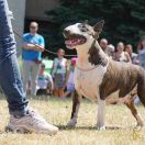 Ch.PL FACE TO FACE Celtic Virus