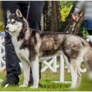 DIAMOND STAR ROSE OF NORDIC