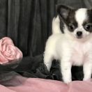 La Lalique Tesori di Diamanti