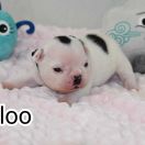 Baloo Tesori del Mare 