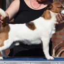 Gang-Staff FCI XANTAN