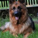 Orsay vom Trojangold 