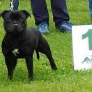 CALL ME BOSS Rascal Bull