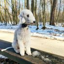 Speedy Sheep BE BRAVE (Logan)