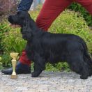 FANTAZJA Blue Valley of Dogs