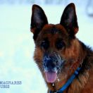 NOLLAN MAGNARES ANUBIS 