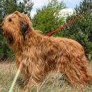 Coryska Cloe Trzy Korony 