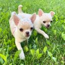 DIDI i DIANA LURESKI FCI