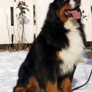 Zachyary Iz Bolshogo Doma 