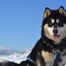 Enchanted Princess z Śnieżnej Doliny