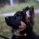 Rosalie vom Haus Gutorov