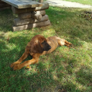 AGAR Znad Strugi Siedmiu Jezior FCI