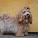 Fluffy Attraction I AM Milva