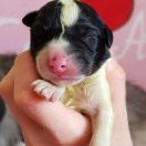 Believe in Magic Collis Amores