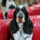 END OF THE NIGHTMARE Avendesora Poland (FCI)