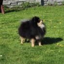 Gucci Smallamberhearts