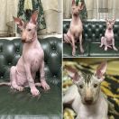 Avrora Moonflower Dogs