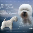 PRINCESSA Złote Aniołki