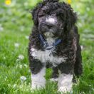 Aussie Welkope CZAS NA MIŁOŚĆ