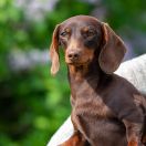 Shedarian Asti Spumante