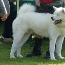 ICHIGO Błękitny Pejzarz