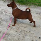 BLESK PRESTOLOV PREMIYA GOLD