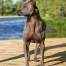 FEEL THE FLOW HOLLY COLLIE