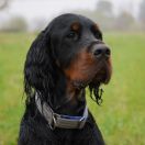 Revolution Breeze LET THERE BE ROCK