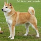 ZAAZAA NI TANOSHII Matagiinu PL