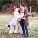 BANDITO AL CAPONE Futrzak FCI