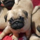 XANTOS Czar Olbrzyma