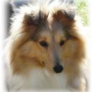 	BONA DEA FIGA RUMINY FCI