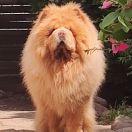 Zinedin Zolotoy Chow