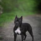 AST Point Klub FRENCH KISS