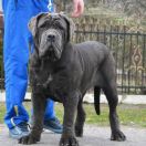 CLEOPATRA DEL' BOSCO FOLTO