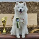 TOKYO OF FURIO The Glow Of The Snowy Star