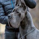 SUN SHINE Margarejro FCI