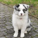 Amici del mondo AMANDA LEILA DE ROXY