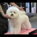 Anabell Fras le Blanche 