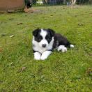 FRODO Janowicka Dolina, FROLIC Janowicka Dolina