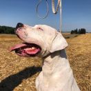 BRISA Mordida de Tijera 