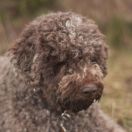 SALSA della Cascinetta