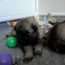 Celenka Shaggy luff FCI