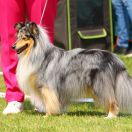 JAMAN CAN DIVIT z Solnej Ziemi FCI