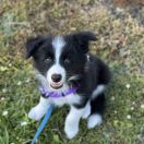 A' MILKY WAY Borderowe Roztocze