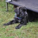 BLAZING STAR Your Destiny FCI