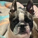 HOT & SPICY IMPERIAL ERIADOR 